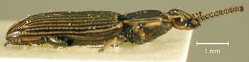 Media type: image;   Entomology 33118 Aspect: habitus lateral view
